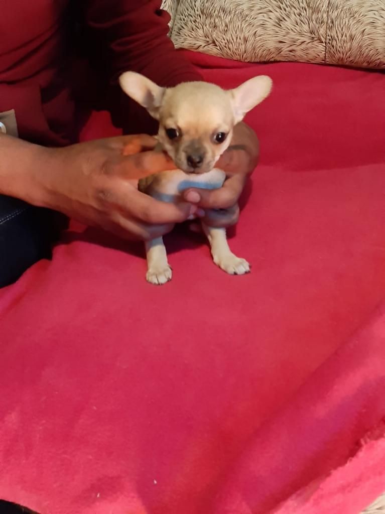 Vendo Cachorro Chihuahua