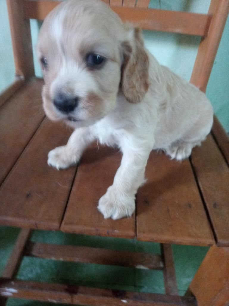 Vendo Cachorro Coker