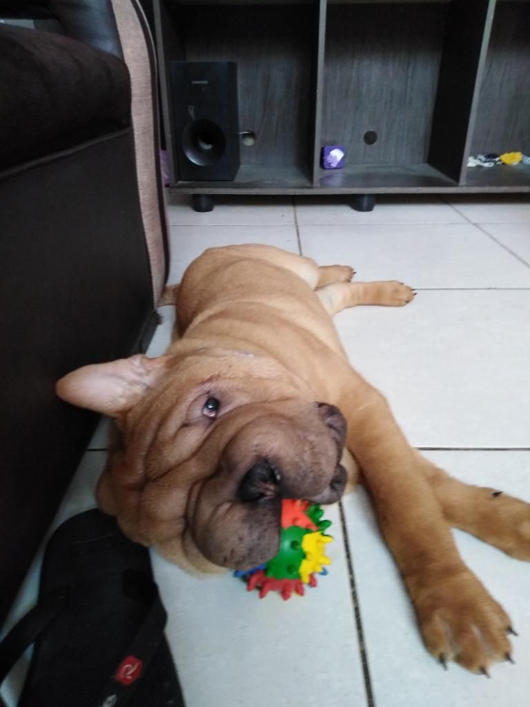 Vendo Mi Cachorro Sharpei