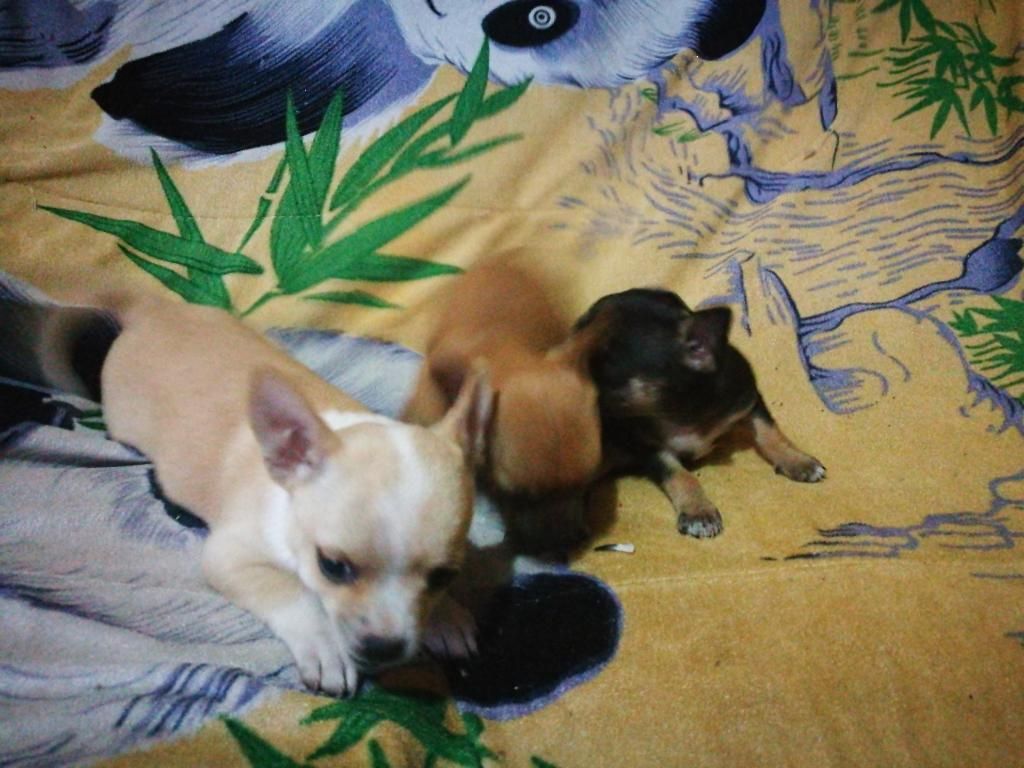 Venta de Cachorros Chihuahua