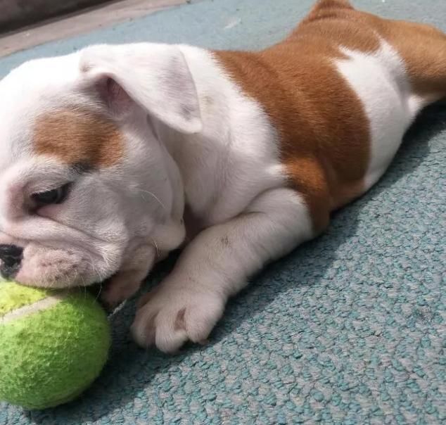 bulldog ingles cachorros en venta