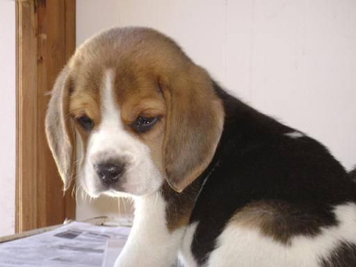 se venden hermosos cachorros beagle tricolor