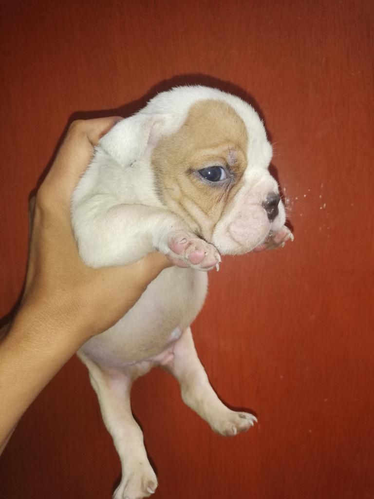 American Bully