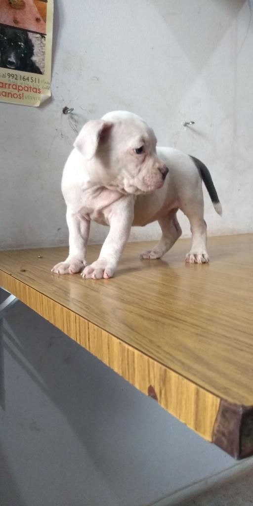 Cachorros American Bully