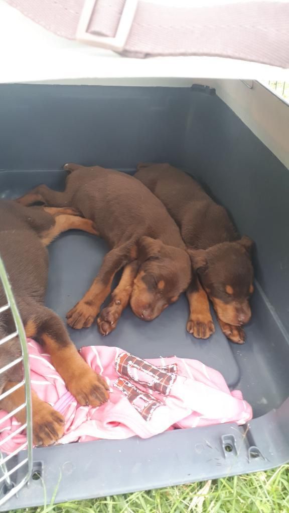 Cachorros Doberman