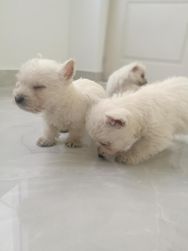 Cachorros West Highland White Terrier