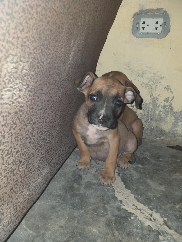 Cachorros de 2 Y 3 Meses Pitbull