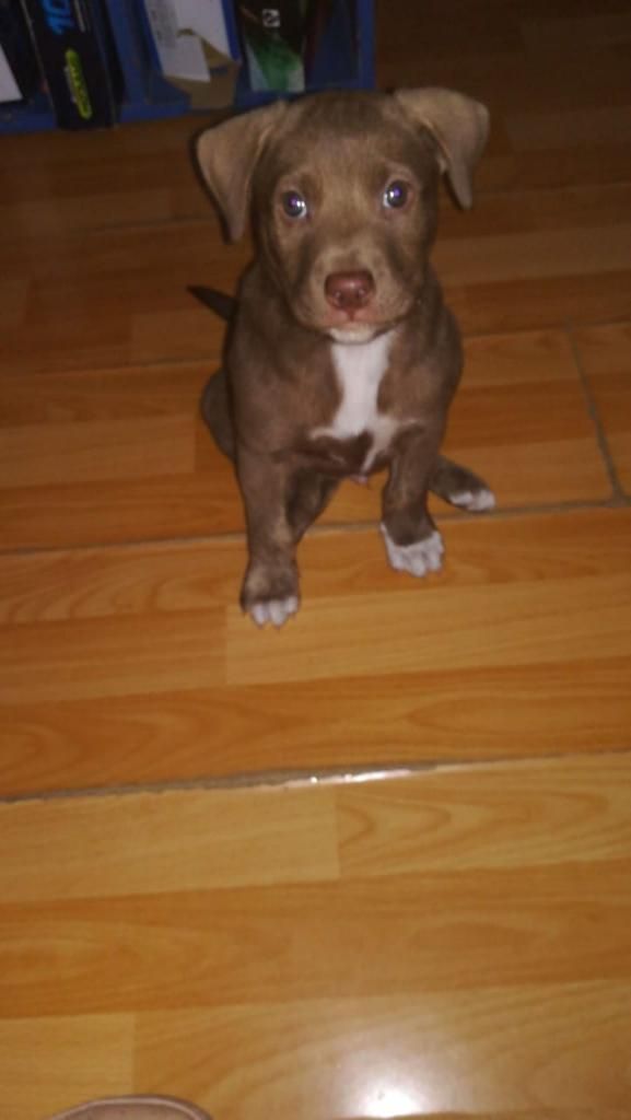 Disponible Pitbull Red Nose