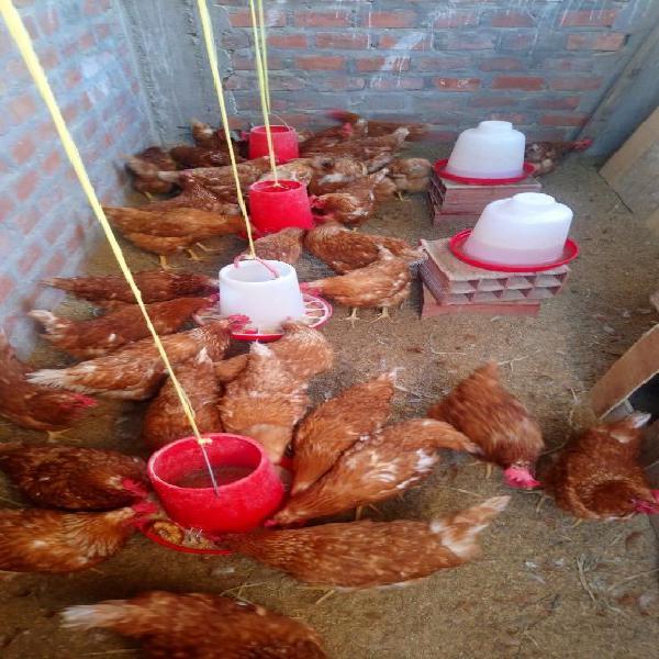 Gallinas Ponedoras