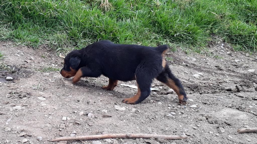 Se Vende Cachorros Rotwiller