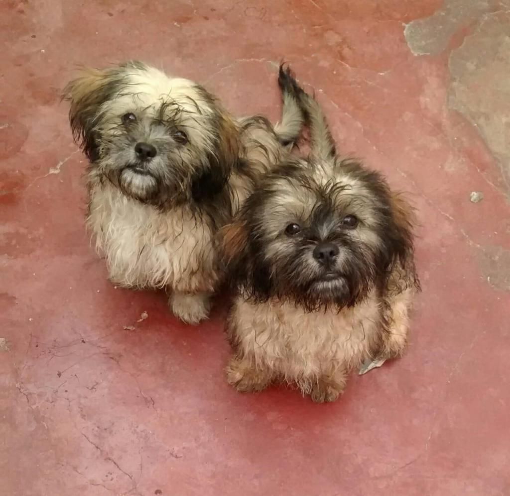 Shihtzu Vendo