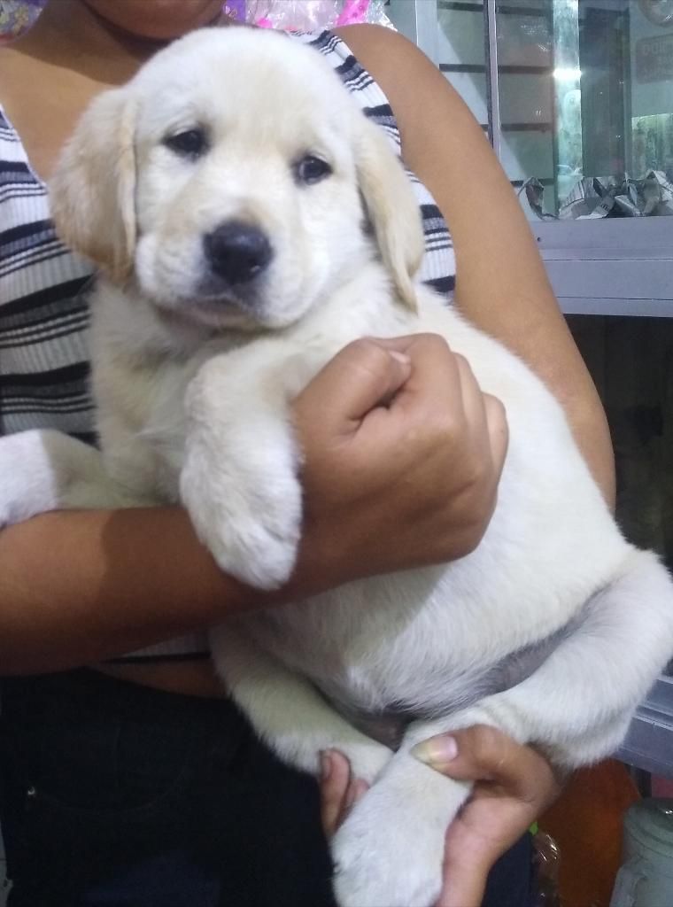 Vendo Cachorro Labrador