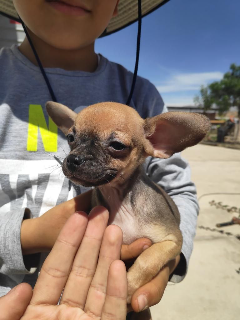 Vendo Chihuahuas