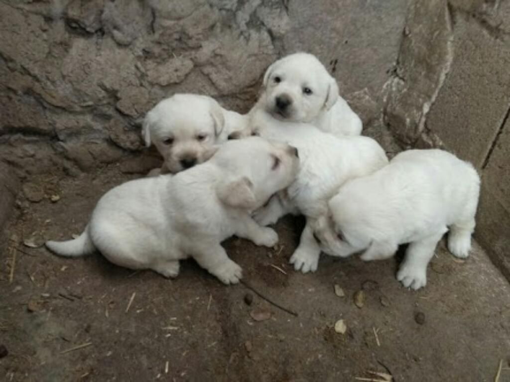 Venta de Cachorros Labradores