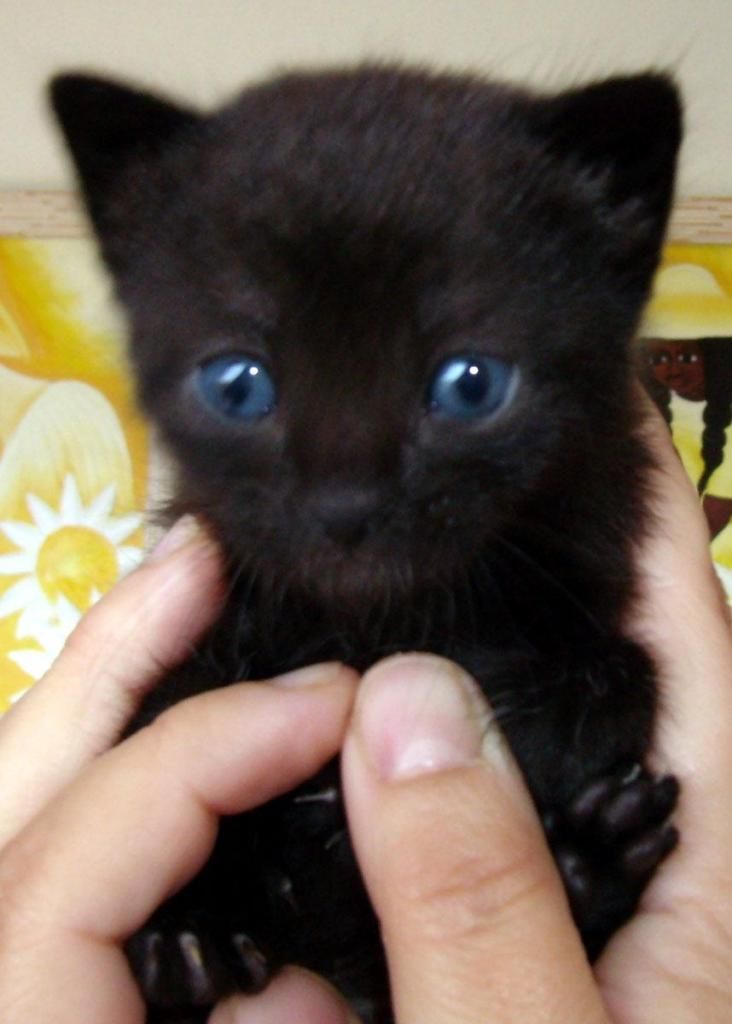 gatitos siamese bambu de 2 meses ojos azules