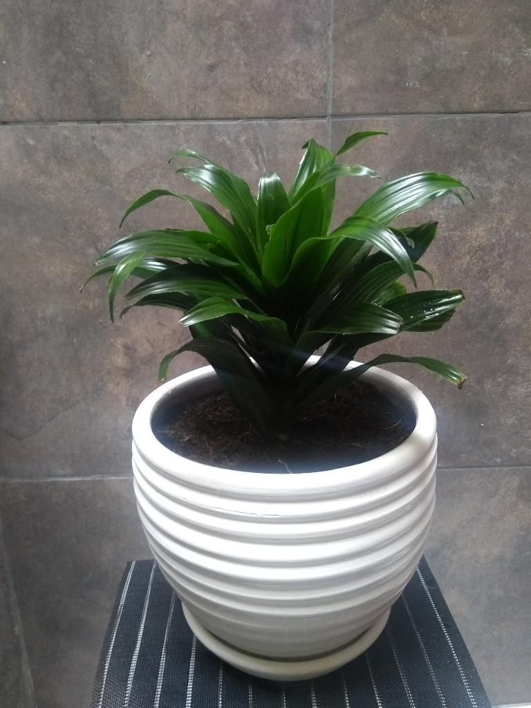 Día de La Madre!!dracaena Compacta