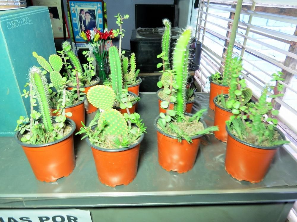 Plantas, cactus, suculentas en macetitas para regalo,
