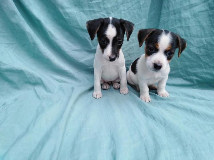 Lindos Jack Russell Tricolor