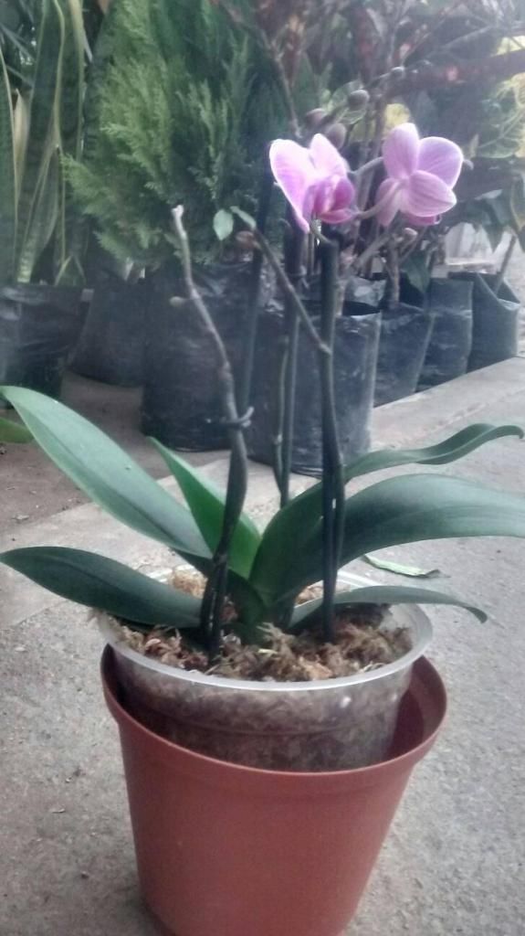Orquidea de con 2 flores abierta y 15 botones por abrir