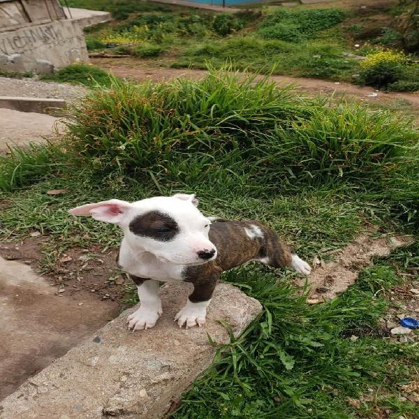 American Stanford Shireterrier