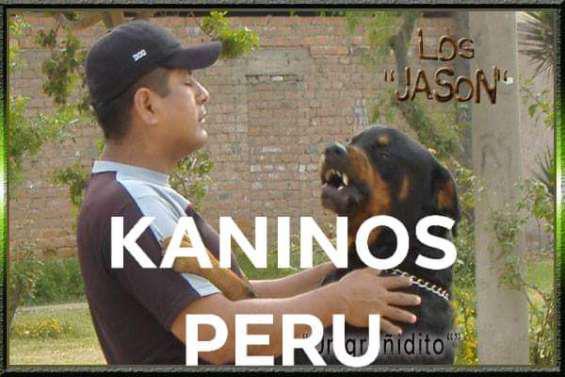 Adiestramiento canino en Lima