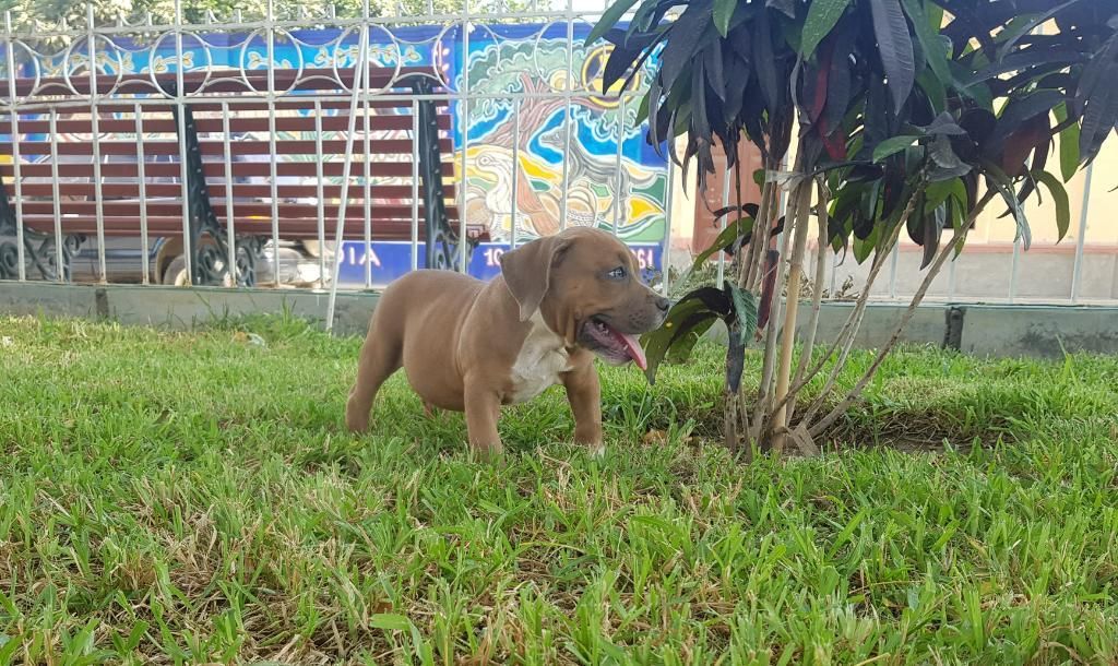 American Bully