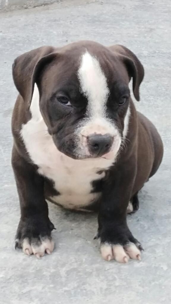 American Bully