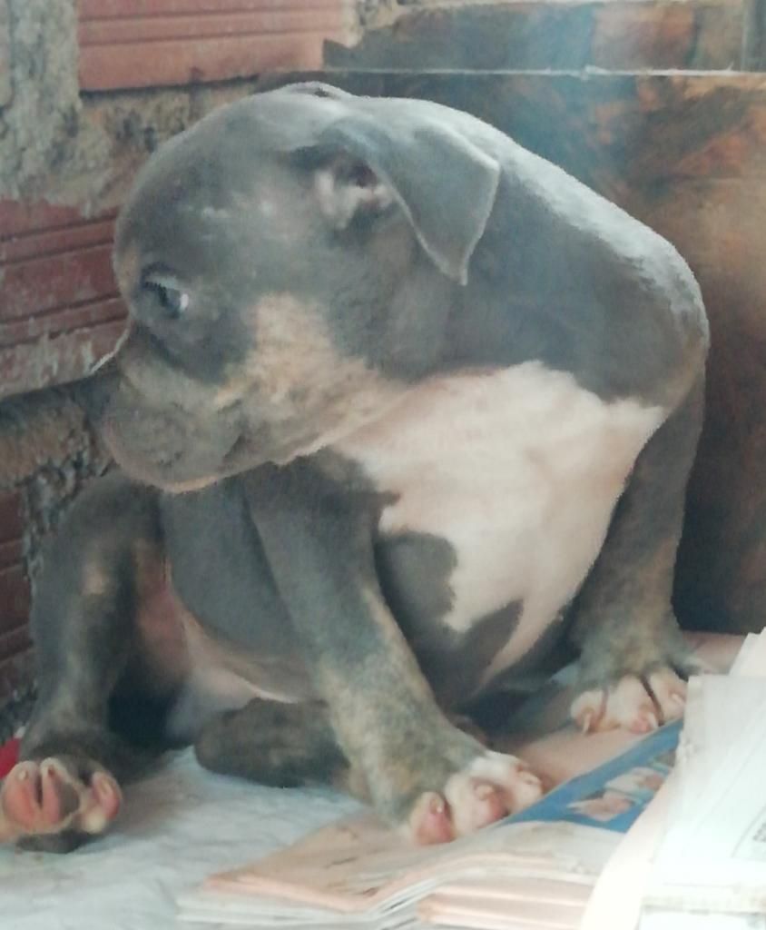 American Bully