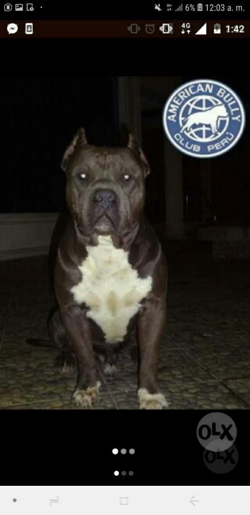 American Bully Disponible