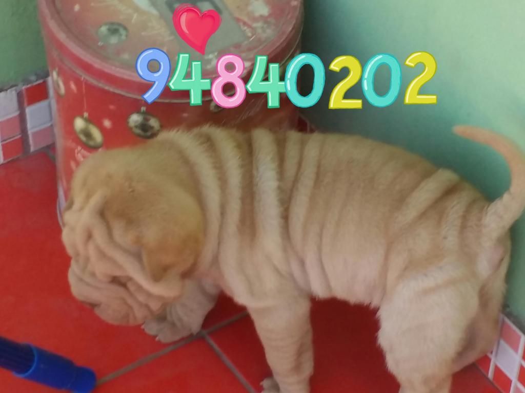 BB SHARPEI