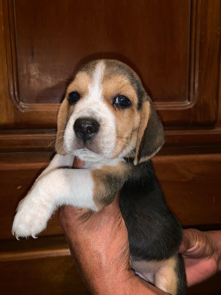 Bellos Beagle Tricolor