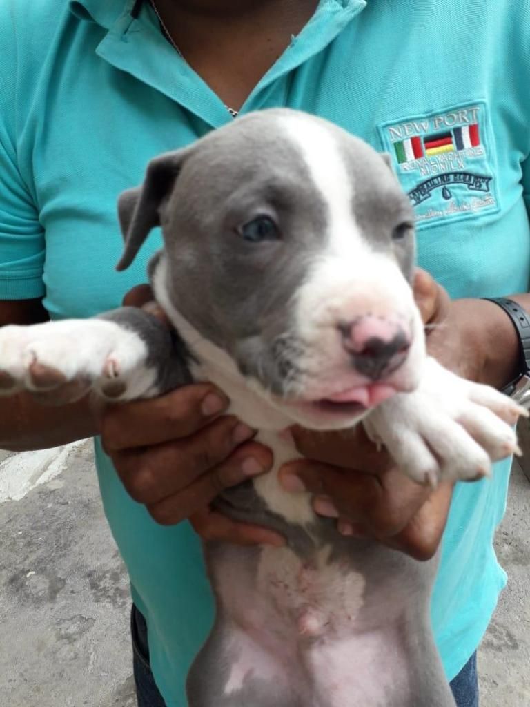 CACHORROS AMERICAN BULLY 800