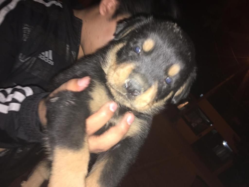 Cachorra Rottwailer