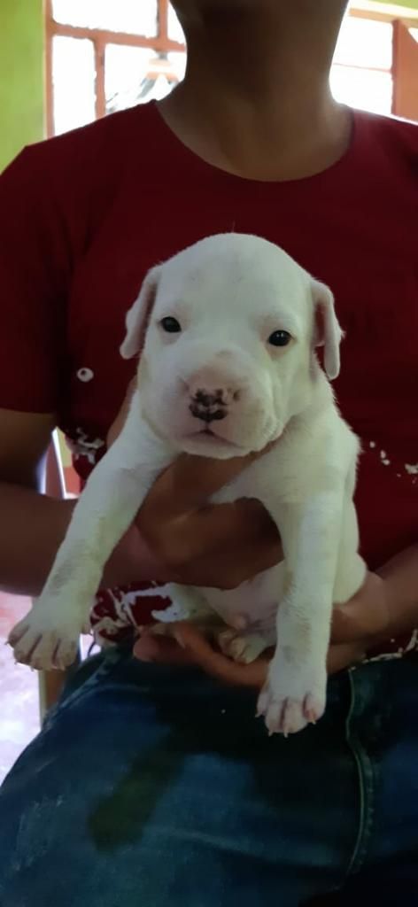 Cachorro Pitbull en Chimbote