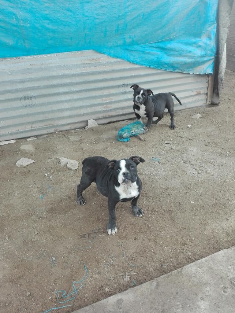 Cachorros American Bully