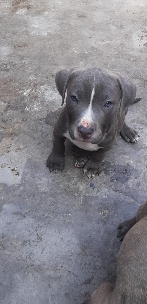 Cachorros American Bully X A.s.