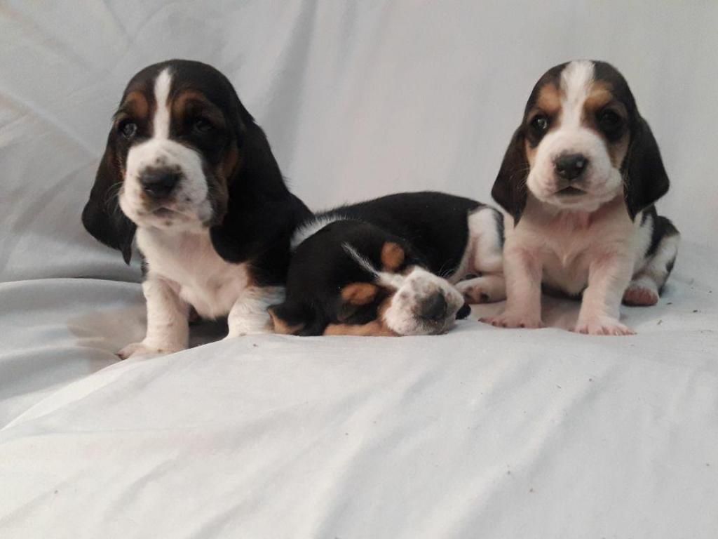 Cachorros Basset Hound