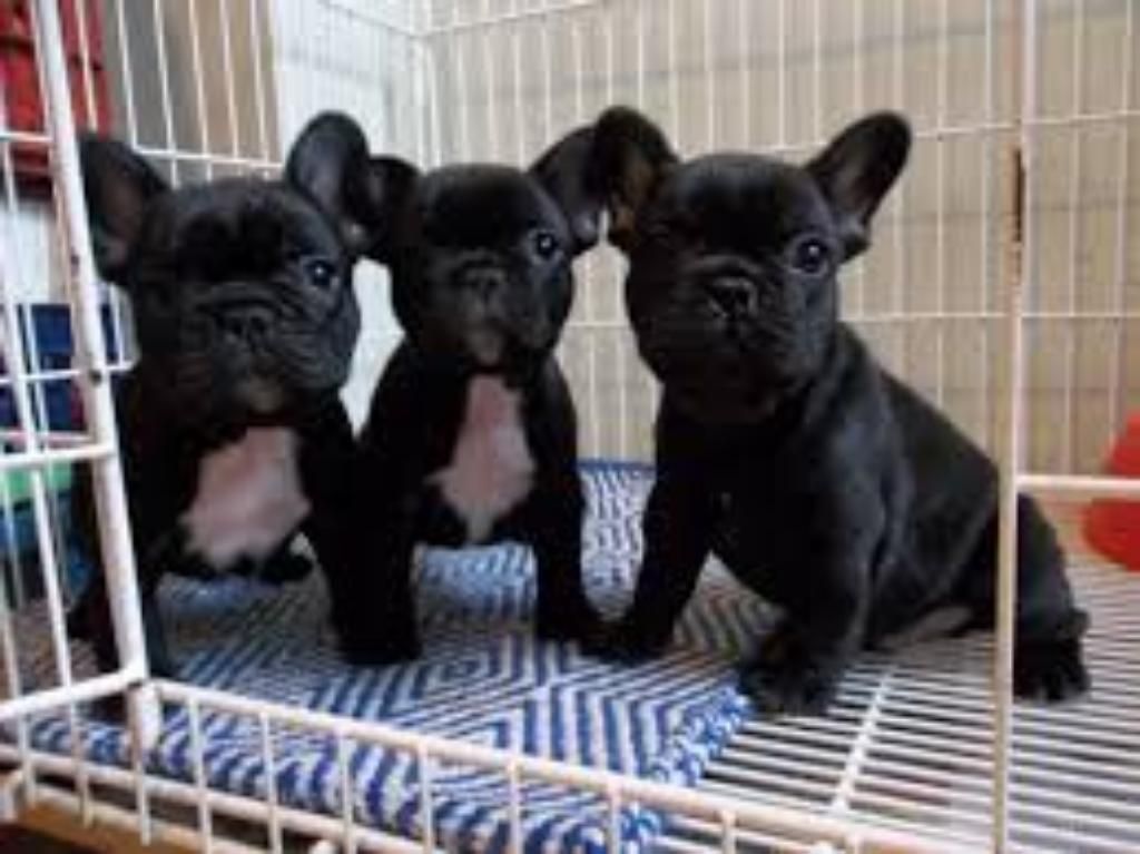 Cachorros Bulldog Frances