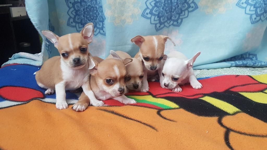 Cachorros Chihuahua Tienen 50 Dias