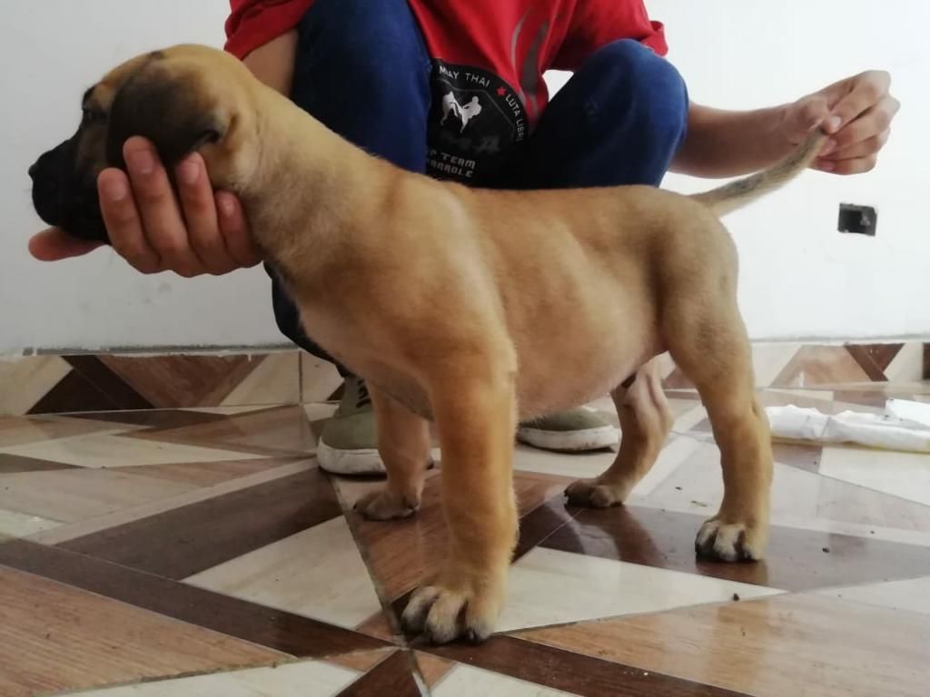 Cachorros Presa Canario