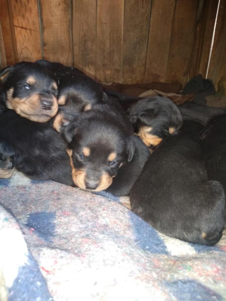 Cachorros Rottweiler