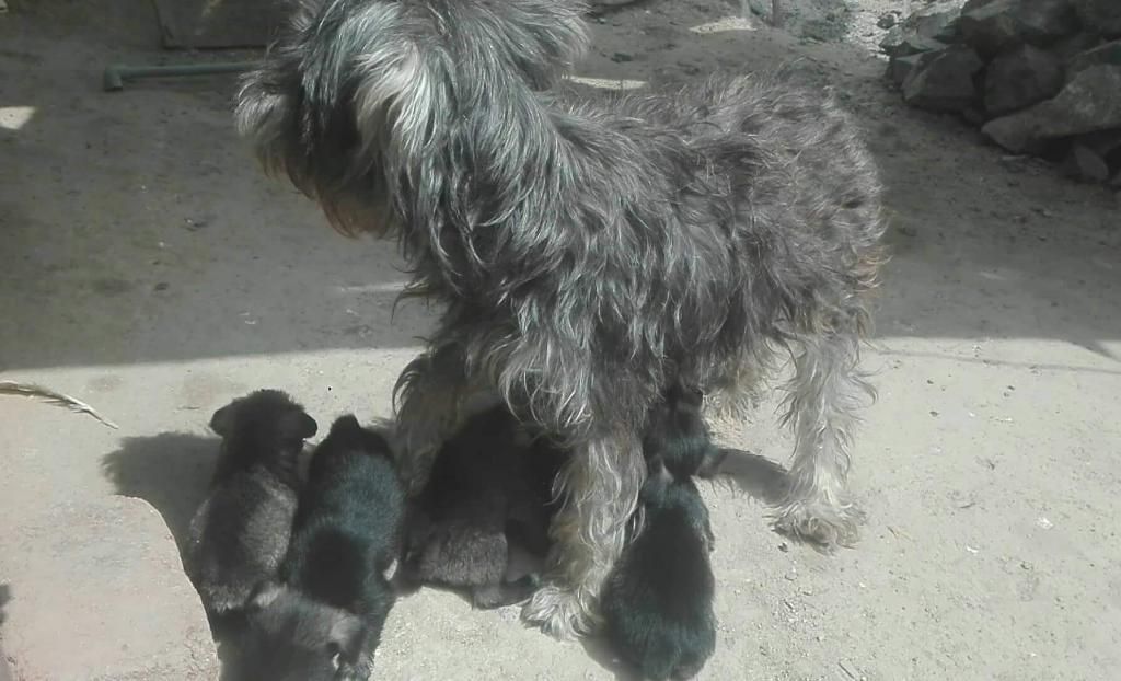 Cachorros Schnauzer