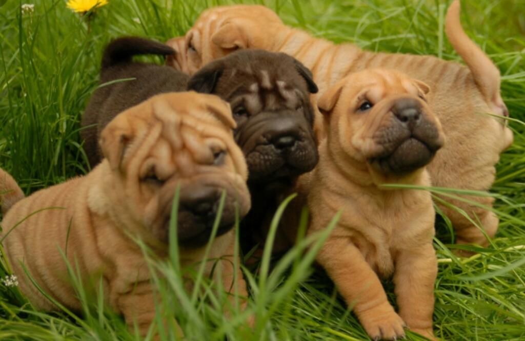 Cachorros Shar Pei