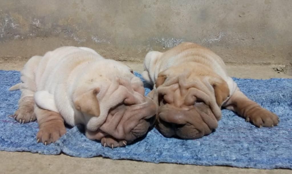 Cachorros Sharpei