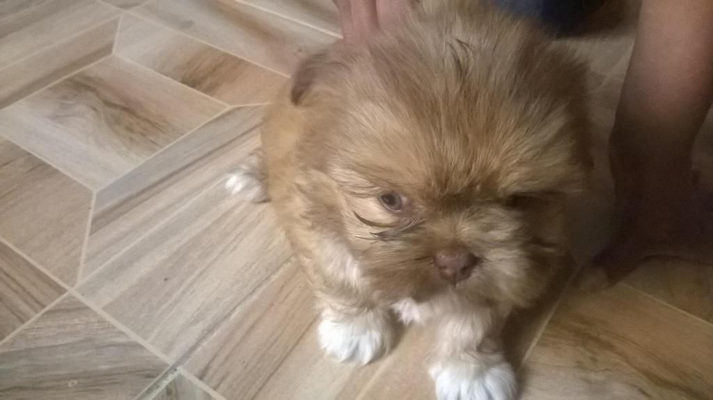 Cachorros Shih Tzu