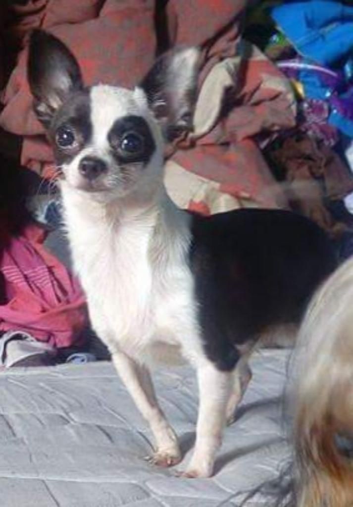 Chihuahua