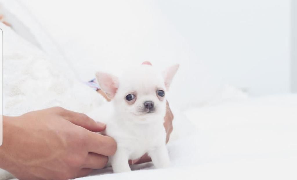 Chihuahua Minitoys
