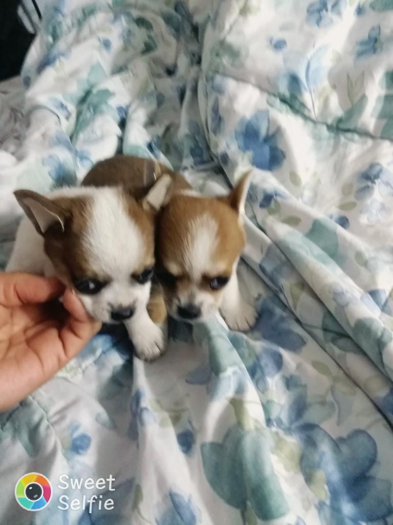 Chihuahua Toy