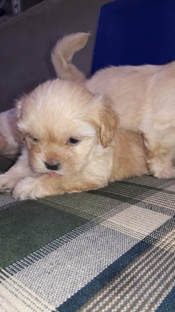 Chitzu Cruzado con Bichón Maltés