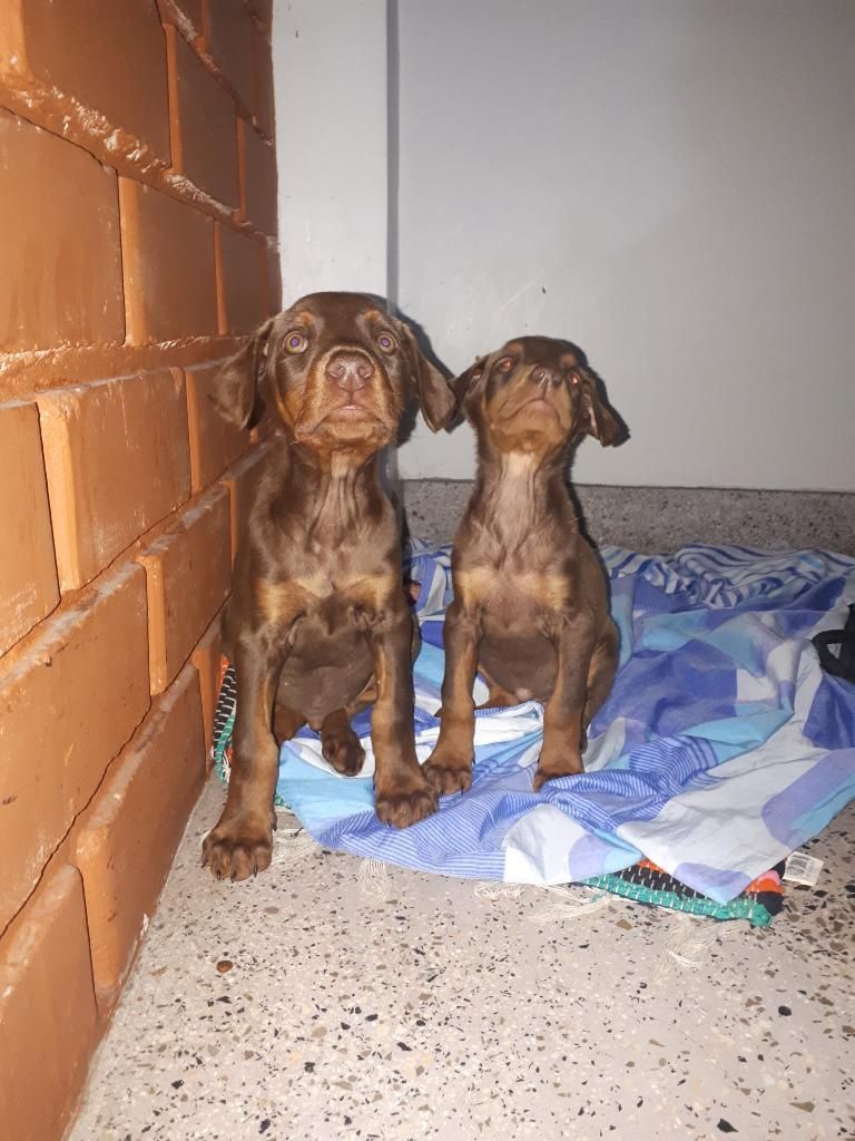 Doberman Cachorros